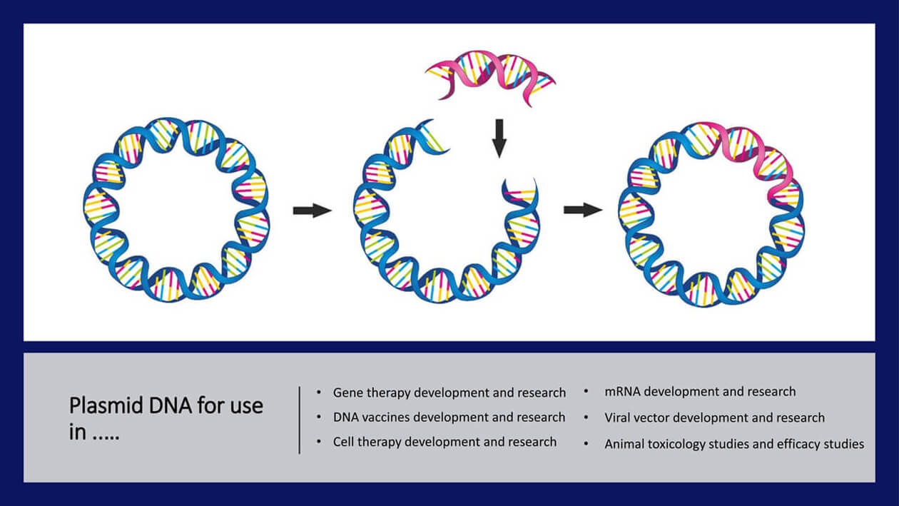 What is Plasmid DNA and The Benefits of Plasmid DNA 2023