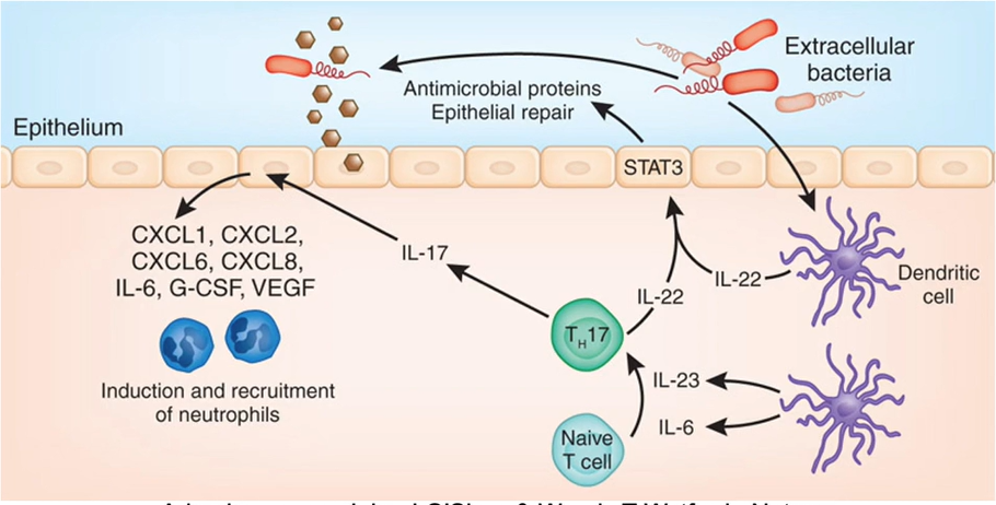 Chromium Single Cell Immune Profiling - Multiomic profiling of the immune system